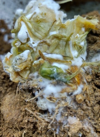 白色菌糸に覆われた軟化腐敗部の画像