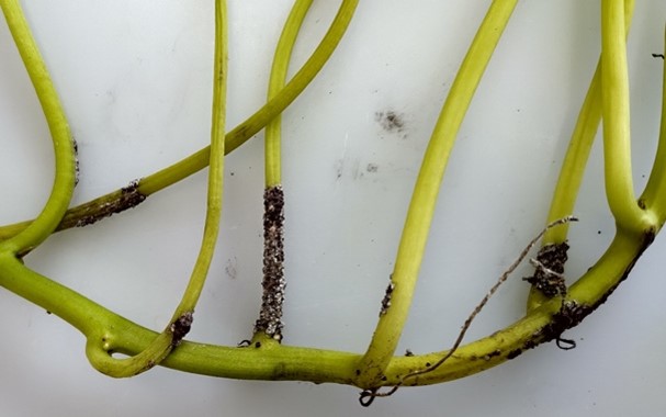 茎と葉柄の症状の画像