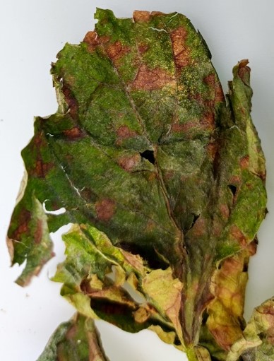 葉の病斑の画像