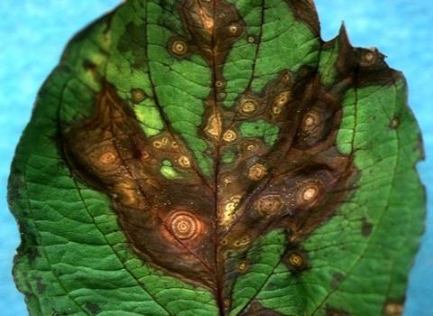 葉の輪紋病斑の画像