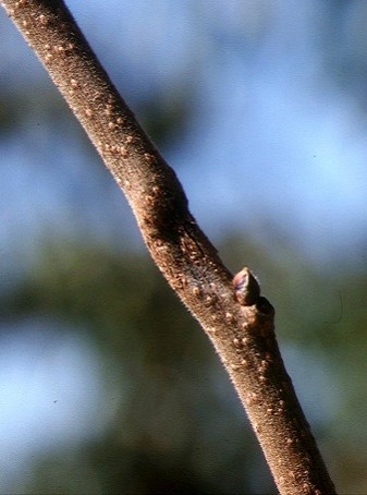枝の越冬病斑の画像