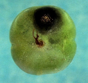 幼果の病斑の画像