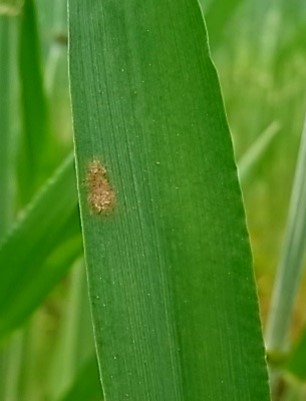 初期症状の画像