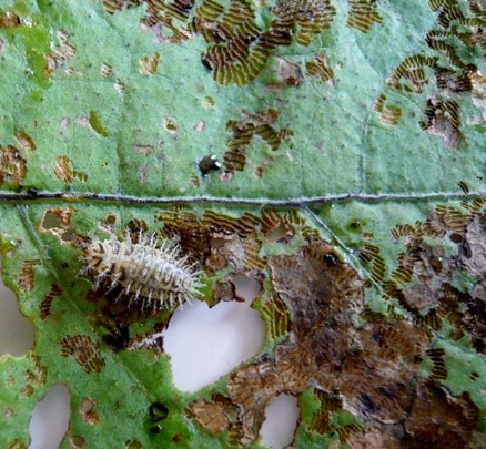 ニジュウヤホシテントウ 幼虫と葉の食害の画像