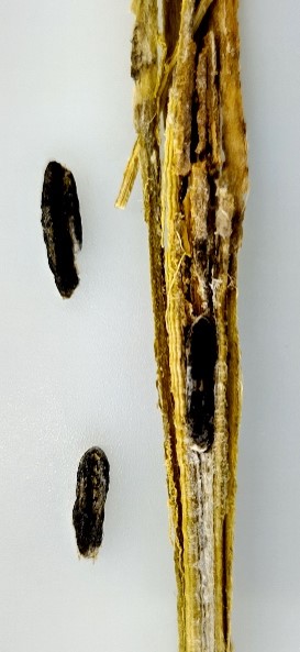 茎内に形成された菌核の画像