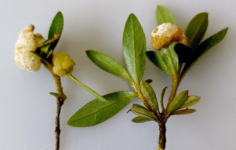 花芽の症状の画像