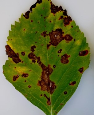 葉の症状の画像2