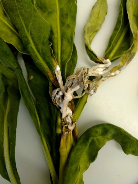 白色綿状菌糸中に 形成されつつある菌核