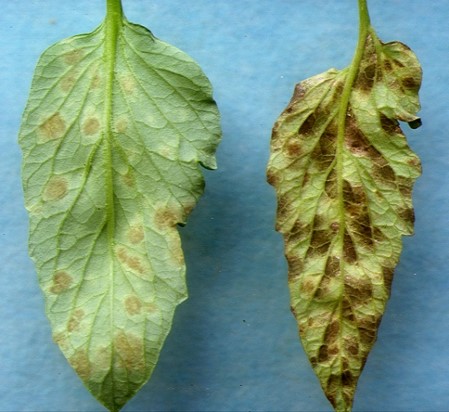 葉かび病との比較画像
