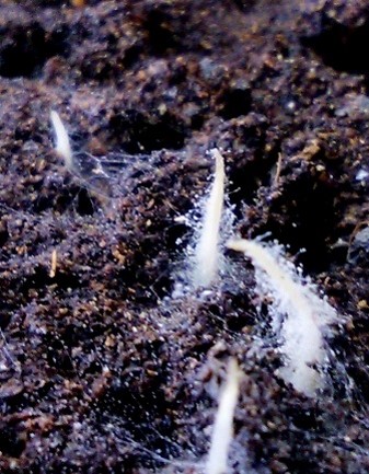 芽生えを覆う菌糸の画像