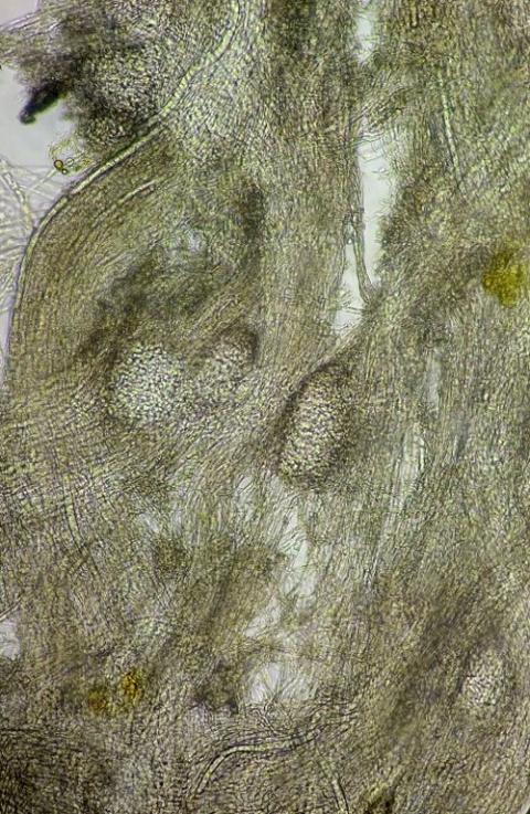 菌糸束の画像