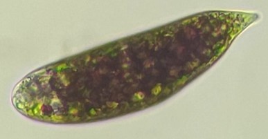 分生子の画像