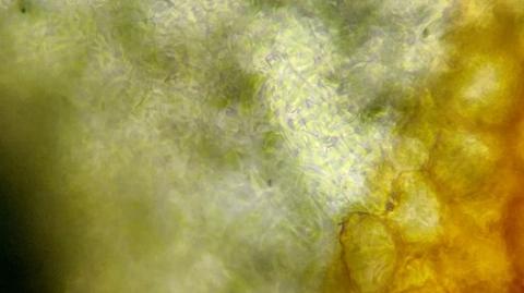 菌核の切片の画像