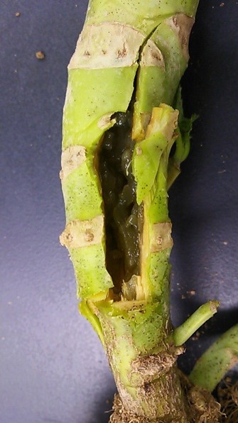 ゼリー状になった茎内部の画像