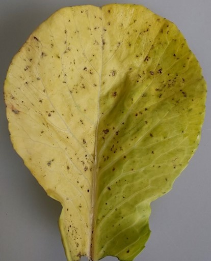 葉の症状の画像