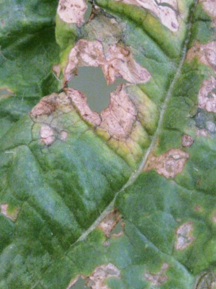葉の病斑の画像
