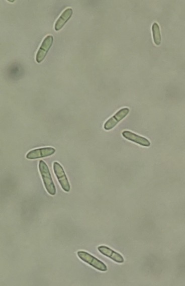 病原菌の分生子の画像