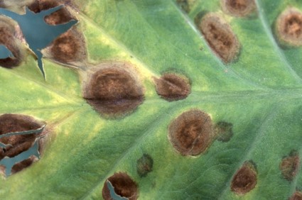 葉の病徴の画像