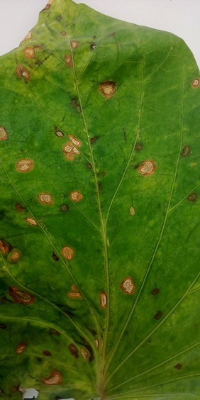 葉の斑点の画像