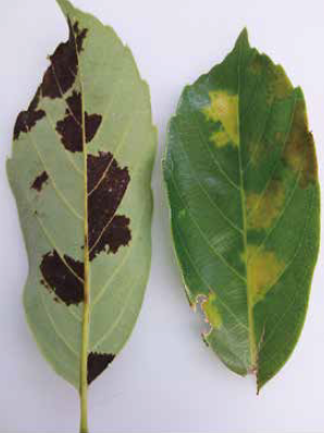 葉の病徴の画像