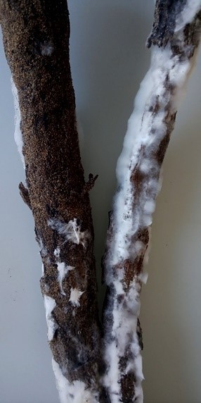 被害根の菌糸の画像