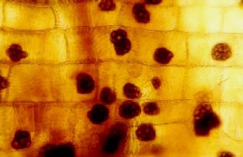 微小菌核の画像