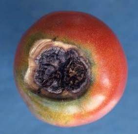 果実の病徴の画像