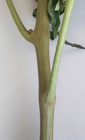 茎の変色の画像