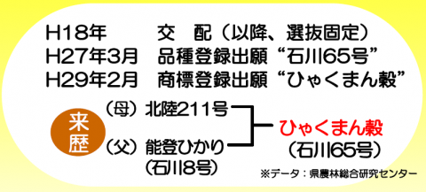 来歴（石川県が9年の歳月をかけて育成。母は北陸211号、父は能登ひかり。）