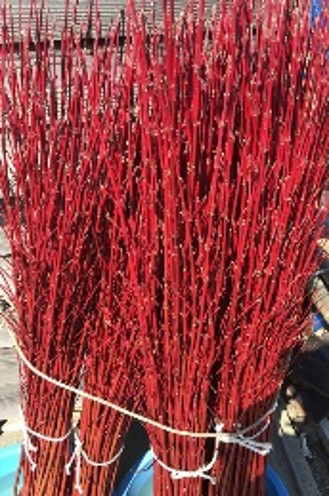 能登押水花木（サンゴミズキ）