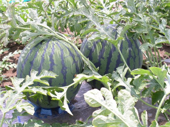 watermelon