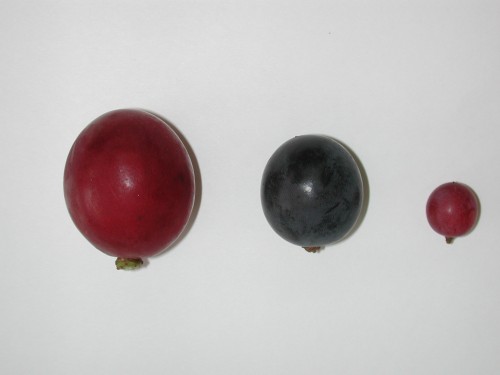 粒の大きさの比較（左：ルビーロマン、中央：巨峰、右：デラウェア）