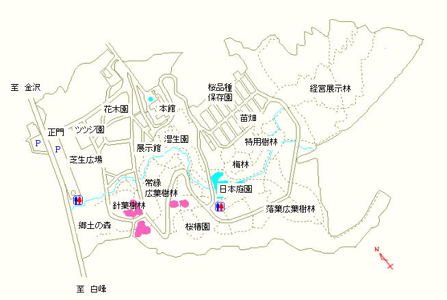 桜椿園および針葉樹林