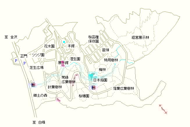 展示館周辺、桜椿園周辺の道沿い、郷土の森