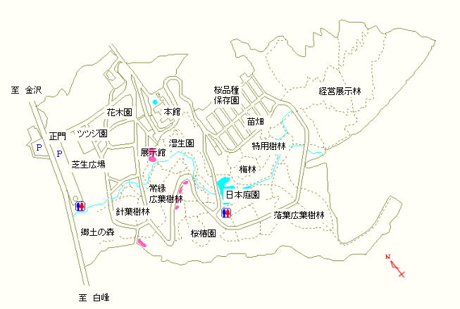 展示館周辺、桜椿園周辺の道沿い、郷土の森