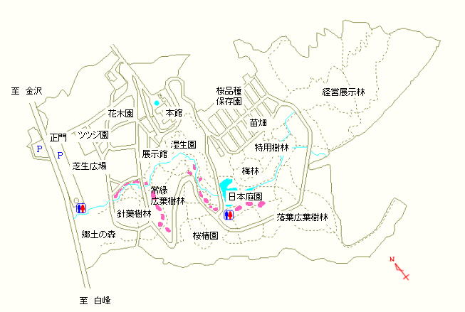 日本庭園、常緑広葉樹林および針葉樹林