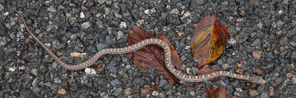 石川県 アオダイショウ