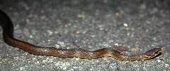 ヒバカリ前半