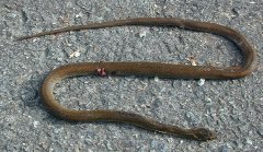 ヒバカリ背面