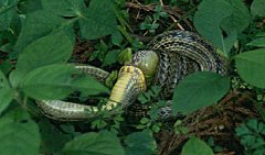 シマヘビ（モリアオガエル捕食中）