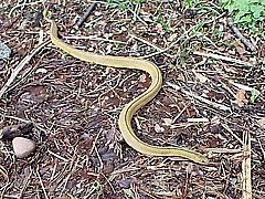 タカチホヘビ全身