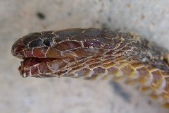 タカチホヘビ