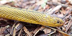 タカチホヘビ頭部