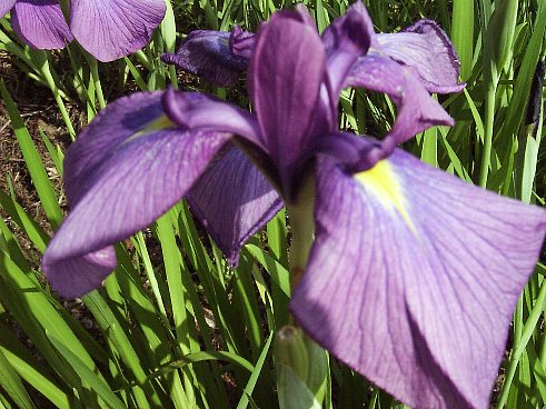 ノハナショウブ（野花菖蒲）