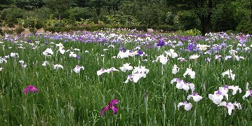 花菖蒲の写真