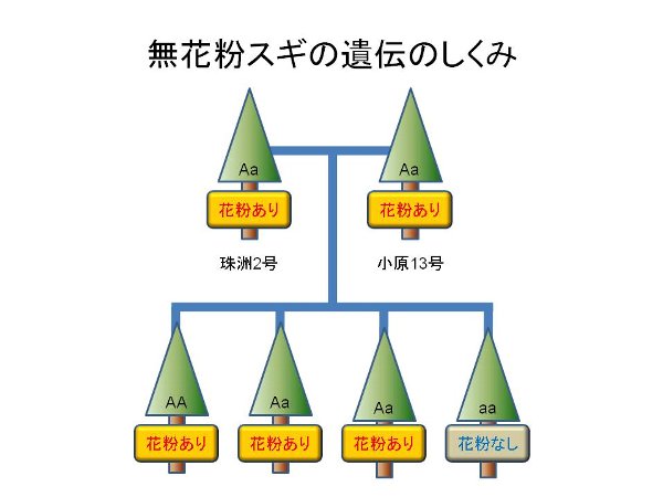 無花粉スギの交配