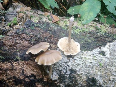クロサカズキシメジ