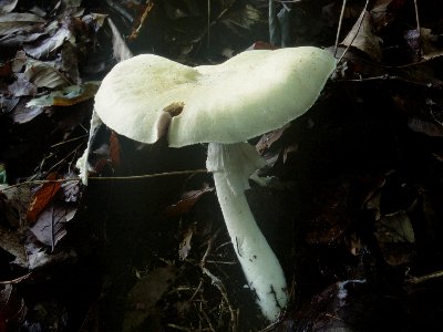 ウスキモリノカサ