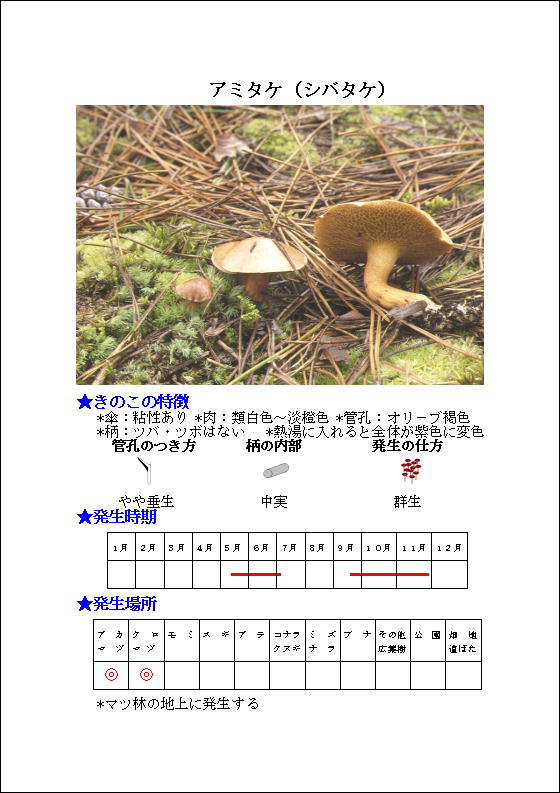 アミタケ(シバタケ)