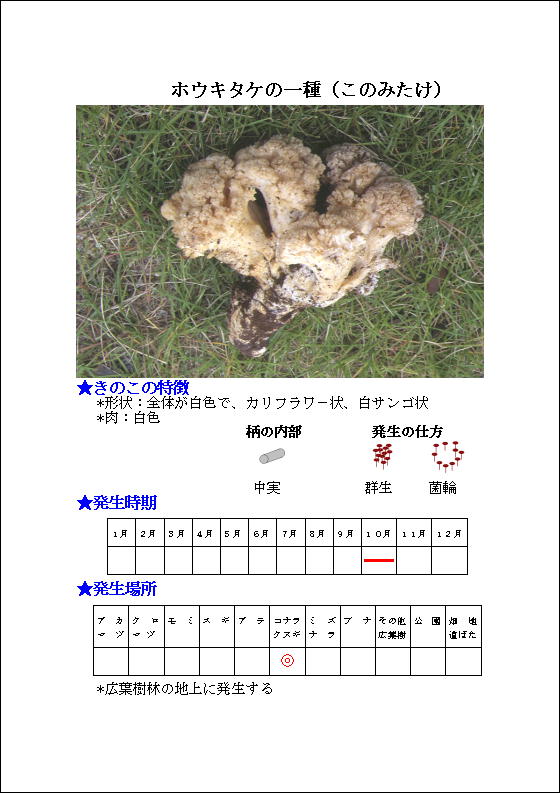 ホウキタケの一種(このみたけ)